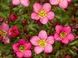Pink Saxifraga Flower Seeds Heirloom Non GMO High Germination Organic Garden Seeds for Planting Decorative Gardens - Hei