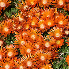 Orange Delosperma Flower Seeds for Planting Heirloom Non-GMO High Germination Organic Garden Seeds Colorful Blooms -