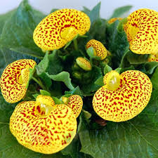 Calceolaria Flower Seeds