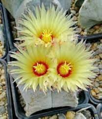 Yellow Astrophytum Flower Flower Seeds - Heirloom Non GMO High Germination Organic Garden Planting Seeds