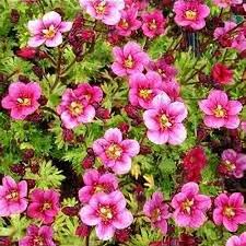 Pink Saxifraga Flower Seeds Heirloom Non GMO High Germination Organic Garden Seeds for Planting Decorative Gardens - Hei
