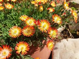 Orange Delosperma Cooper Flower Seeds - Heirloom Non GMO High Germination Premium Flower Seeds for Home Garden
