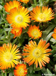 Orange Delosperma Cooper Flower Seeds