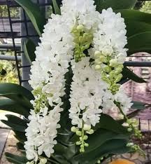 Phalaenopsis Orchids Flower Seeds Heirloom Non GMO for - Heirloom Non GMO High Germination Organic Flower Seeds