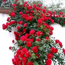 Red Rosa Banksia Flower Seeds - Heirloom Non GMO High Germination Flower Seeds for Planting