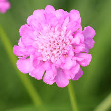 Pink Scabiosa Flower Seeds