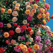 Mixed Climbing Rose Flower Seeds for Planting Heirloom Non-GMO High Germination Organic Garden Seeds - Heirloom Non GMO