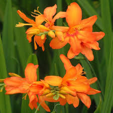 Orange Crocosmia Flower Seeds for Planting Heirloom Non-GMO High Germination Organic Garden Seeds Colorful Blooms -