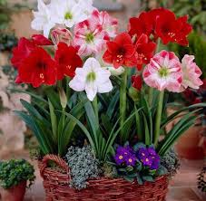 Mixed Amaryllis Flower Seeds Premium Floral Seeds - Heirloom Non GMO High Germination Organic Garden Seeds for