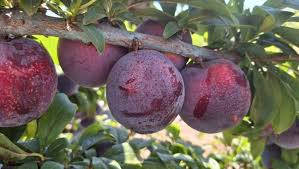 ciruela fruit for planting delicious spanish Fruit Seeds