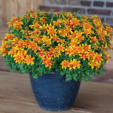 Orange Bidens Flower Seeds