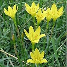 Yellow Zephyranthes Flower Seeds Rare Blooming Plants for Balcony and Patio Gardening for Colorful Seeds for Planting He