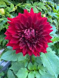 Dark Red Dahlia Flower Seeds for Planting - Heirloom, Non-GMO, High Germination, Organic Garden Seeds