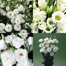 White Lisianthus Flower Seeds