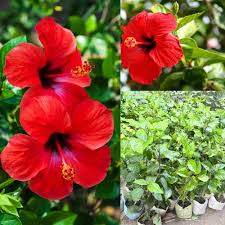 Red PC Hibiscus Flower Seeds