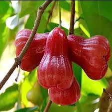 Pink Rose Apple Fruit Seeds