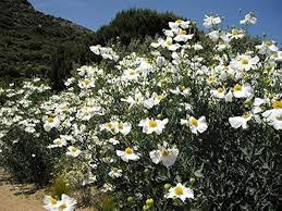 White Coulteri Flower Seeds - Heirloom Non GMO High Germination Flower Seeds for Planting