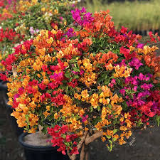 Bougainvillea Flower Seeds