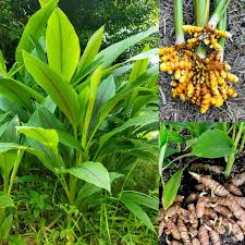 Turmeric Plant Seeds for Planting Heirloom Non-GMO High Germination Organic Garden Seeds Sustainable Gardening