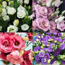 Mixed Eustoma Flower Seeds – Exotic Flowering Plants Colorful Backyard Beauty Seeds - Heirloom Non GMO High Germination