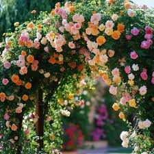 Mixed Climbing Rose Flower Seeds for Planting Heirloom Non-GMO High Germination Organic Garden Seeds - Heirloom Non GMO