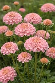 Pink Scabiosa Atropurpurea Flower Seeds