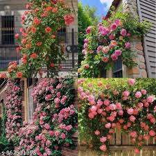 Mixed Climbing Rose Flower Seeds