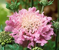 Pink Scabious Flower Seeds Heirloom - Heirloom Non GMO Premium Garden Seeds for Planting, High Germination Outdoor Plant