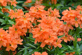 Orange Crossandra Flower Seeds for Planting Heirloom Non-GMO High Germination Organic Garden Seeds Colorful Blooms -