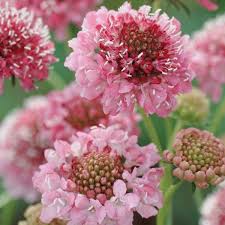 Pink Scabious Flower Seeds Heirloom - Heirloom Non GMO Premium Garden Seeds for Planting, High Germination Outdoor Plant
