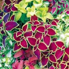 Coleus Flower Seeds