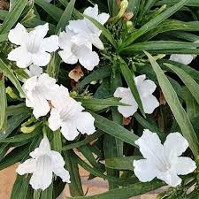 White Petunia Flower Seeds White