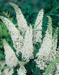 Buddleja Flower Seeds - Heirloom, Non-GMO, High Germination Flower Seeds for Planting