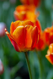 Orange Fringed Tulip Flower Seeds