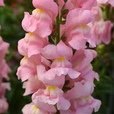 Pink Snapdragon Flower Seeds Heirloom - Heirloom Non GMO Premium Garden Seeds for Planting, High Germination Outdoor Pla