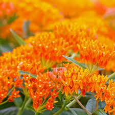 Orange Cyclamen Flower Seeds for Planting Heirloom Non-GMO High Germination Organic Garden Seeds Colorful Blooms -