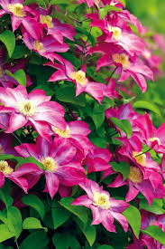 Pink Clematis Flower Seeds