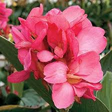 Pink Pale Canna Edulis Flower Seeds