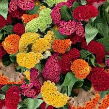 Mixed Cockscomb Flower Seeds
