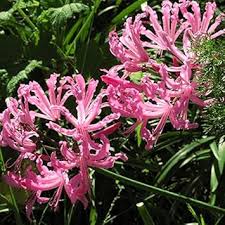 Pink Agaventhus Flower Seeds Easy Grow Blossoms for Home Garden Decoration, Heirloom Non-GMO High Germination Seeds for