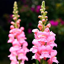 Pink Snapdragon Flower Seeds Heirloom - Heirloom Non GMO Premium Garden Seeds for Planting, High Germination Outdoor Pla