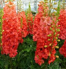 Orange Delphinium Flower Seeds