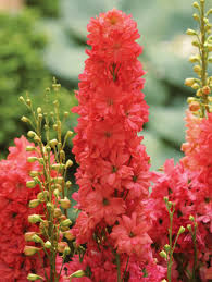 Orange Delphinium Flower Seeds – Heirloom Non-GMO High Germination Seeds - Heirloom Non GMO High Germination Organic