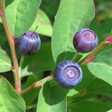 mountain huckleberry vaccinium membranaceum fruit for planting heirloom Fruit seeds