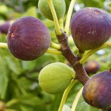 Sweet Fig Fruit Growing Juicy Mediterranean Figs And Gmo Free Fruit Seeds