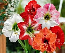 Mixed Amaryllis Flower Seeds Premium Floral Seeds for Decorative Home Landscapes Heirloom Non - Heirloom Non GMO Flower