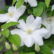 White Clematis Flower Seeds Exotic Flowering Plants Colorful Backyard Beauty Seeds for Planting - Heirloom Non GMO High