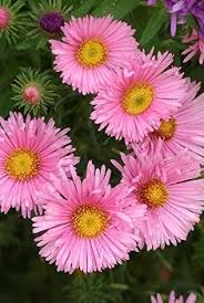 Pink Aster Flower Seeds for Planting Rare Blooming Plants Heirloom Non-GMO High Germination Organic Garden Seeds Colorfu