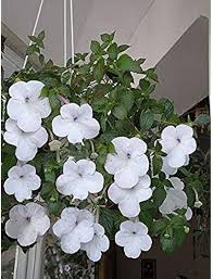 White Achimenes Flower Seeds