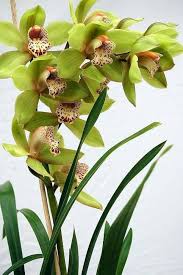 Green Blooming Orchid Flower Flower Seeds - Heirloom Non GMO High Germination Organic Garden Planting Seeds